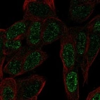Anti-ZNF568 Antibody