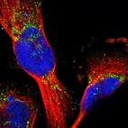 Immunofluorescent staining of human cell line U-251 MG shows localization to mitochondria.