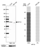 Western blot analysis in human cell line A-431 and human cell line HEK 293.