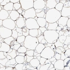 Anti-FAM213A Antibody