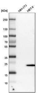 Western blot analysis in mouse cell line NIH-3T3 and rat cell line NBT-II.