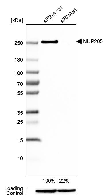 Anti-NUP205 Antibody