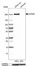 Anti-NUP205 Antibody