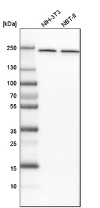 Western blot analysis in mouse cell line NIH-3T3 and rat cell line NBT-II.