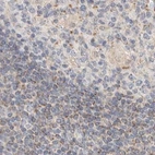 Immunohistochemical staining of human lymph node using Anti-HDHD3 antibody HPA024585.