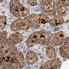 Immunohistochemical staining of human parathyroid gland using Anti-HDHD3 antibody HPA024585.