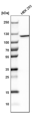 Western blot analysis in human cell line HEK 293.