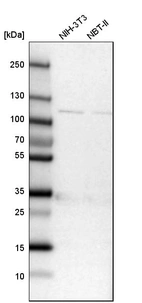 Western blot analysis in mouse cell line NIH-3T3 and rat cell line NBT-II.
