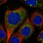 Immunofluorescent staining of human cell line A-431 shows localization to mitochondria.