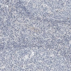 Immunohistochemical staining of human tonsil shows low positivity in non-germinal center cells as expected.
