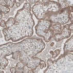 Immunohistochemical staining of human placenta shows moderate to strong cytoplasmic positivity in trophoblastic cells.