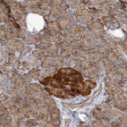 Anti-NEDD4L Antibody