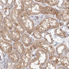 Immunohistochemical staining of human kidney shows moderate membranous positivity in cells in tubules.