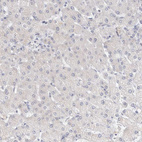 Anti-NEDD4L Antibody