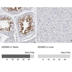 Anti-ADAM2 Antibody