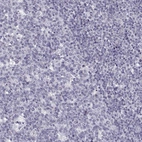 Immunohistochemical staining of human tonsil shows no nuclear positivity in lymphocytes as expected.