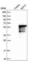 Western blot analysis in control (vector only transfected HEK293T lysate) and KLF17 over-expression lysate (Co-expressed with a C-terminal myc-DDK tag (~3.1 kDa) in mammalian HEK293T cells, LY406601).