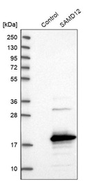 Western blot analysis in control (vector only transfected HEK293T lysate) and SAMD12 over-expression lysate (Co-expressed with a C-terminal myc-DDK tag (~3.1 kDa) in mammalian HEK293T cells, LY404050).