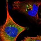 Immunofluorescent staining of human cell line U-251 MG shows localization to cytosol & the Golgi apparatus.