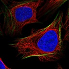 Immunofluorescent staining of human cell line U-2 OS shows localization to actin filaments.