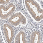 Immunohistochemical staining of human endometrium shows moderate cytoplasmic positivity in glandular cells.