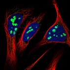 Immunofluorescent staining of human cell line U-2 OS shows localization to nucleoli & mitochondria.