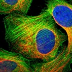 Immunofluorescent staining of human cell line U-2 OS shows localization to plasma membrane & actin filaments.