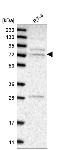 Anti-GGA3 Antibody