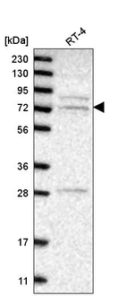 Anti-GGA3 Antibody