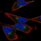 Immunofluorescent staining of human cell line RH-30 shows localization to the Golgi apparatus.