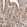 Anti-MARK3 Antibody