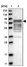 Anti-MARK3 Antibody