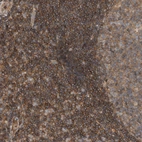 Immunohistochemical staining of human tonsil shows strong cytoplasmic positivity in non-germinal center cells.