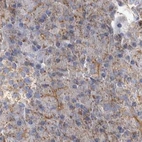 Immunohistochemical staining of human pancreas using Anti-TSPOAP1 antibody HPA024662.