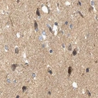 Immunohistochemical staining of human cerebral cortex using Anti-TSPOAP1 antibody HPA024662.