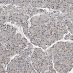 Immunohistochemical staining of human Pancreas shows no positivity in exocrine glandular cells as expected.