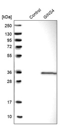 Western blot analysis in control (vector only transfected HEK293T lysate) and GINS4 over-expression lysate (Co-expressed with a C-terminal myc-DDK tag (~3.1 kDa) in mammalian HEK293T cells, LY403156).