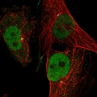 Immunofluorescent staining of human cell line U-251 MG shows localization to nucleoplasm & centrosome.