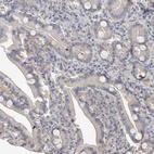 Immunohistochemical staining of human duodenum shows no positivity in glandular cells as expected.