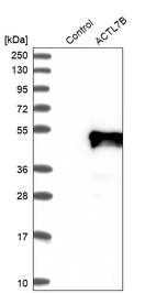 Western blot analysis in control (vector only transfected HEK293T lysate) and ACTL7B over-expression lysate (Co-expressed with a C-terminal myc-DDK tag (~3.1 kDa) in mammalian HEK293T cells, LY416488).