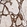Anti-KIAA1456 Antibody