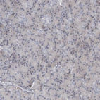 Immunohistochemical staining of human pancreas shows very weak cytoplasmic positivity in exocrine glandular cells.