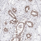 Anti-PHF3 Antibody