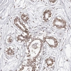 Anti-PHF3 Antibody