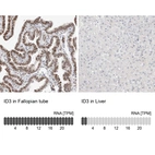 Anti-ID3 Antibody
