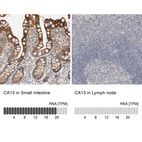 Anti-CA13 Antibody