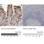 Anti-CA13 Antibody