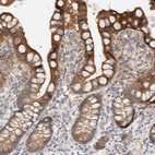 Immunohistochemical staining of human small intestine shows high expression.