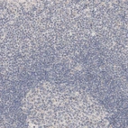 Immunohistochemical staining of human lymph node shows low expression as expected.