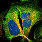 Immunofluorescent staining of human cell line U-2 OS shows localization to cytosol & microtubules.